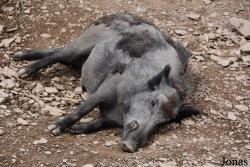 Parc Animalier de Bouillon