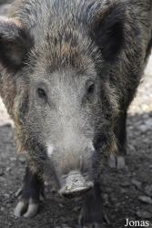 Parc Animalier de Rochehaut
