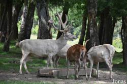 Parc Animalier de Rochehaut