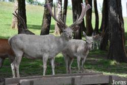 Parc Animalier de Rochehaut