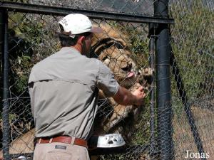 Lion et guide
