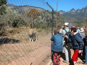 Enclos des lions et groupe de visiteurs