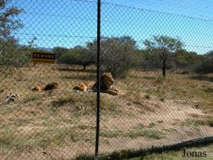Enclos des lions