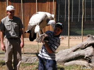 Guide, vautour et visiteur