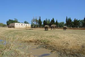 Première installation des éléphants