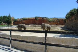 Installation des éléphants