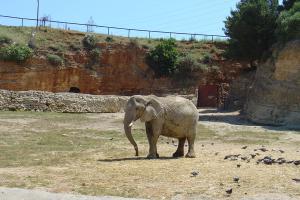 Installation des éléphants