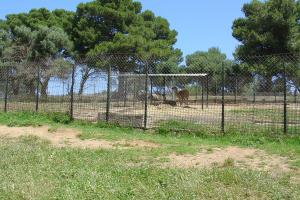 Enclos des guanacos