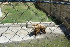 Fosse des ours bruns