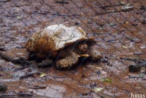 Tortue sillonnée (Geochelone sulcata)