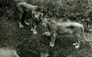 Carte postale