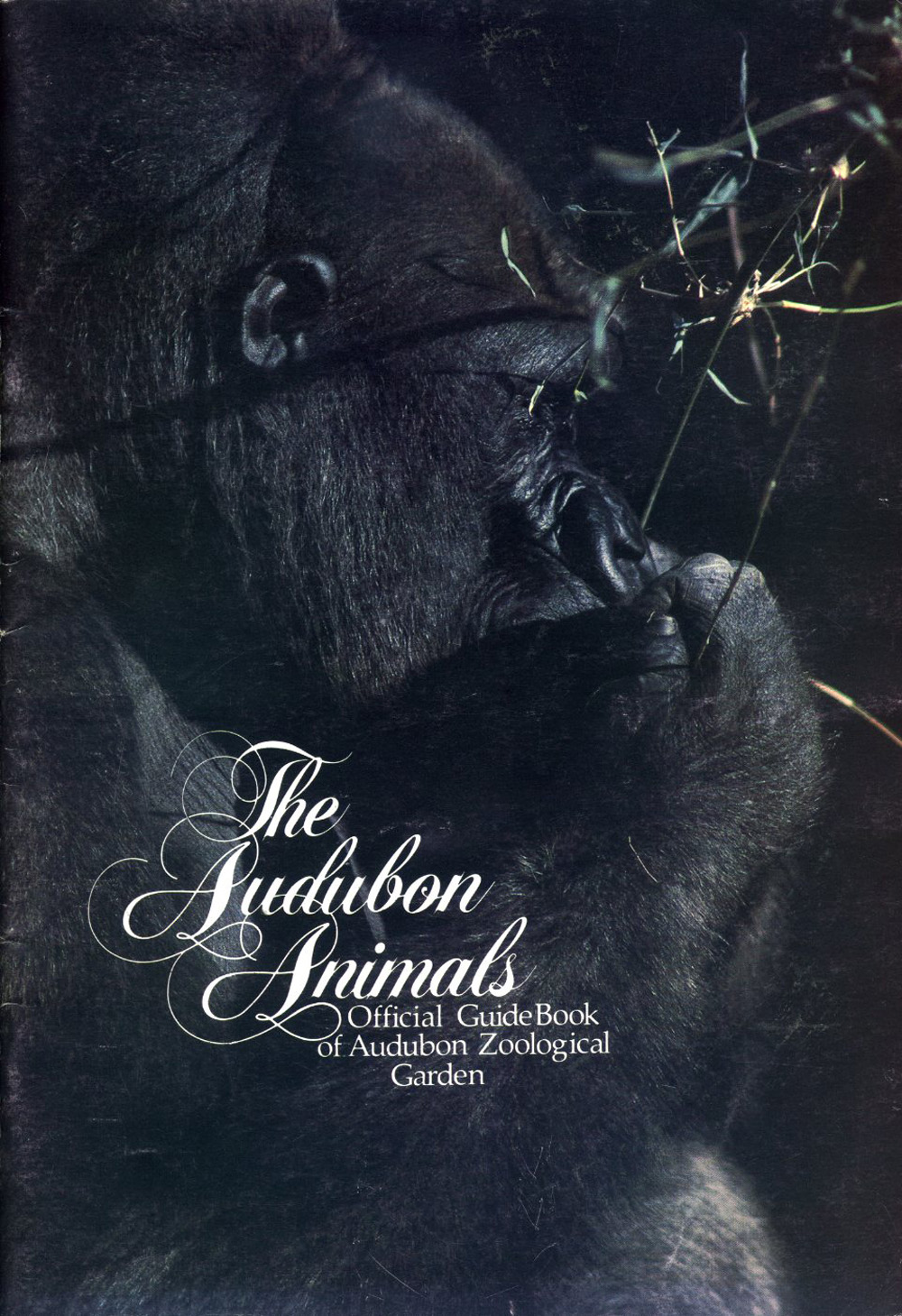 Les Zoos dans le Monde Audubon Zoo