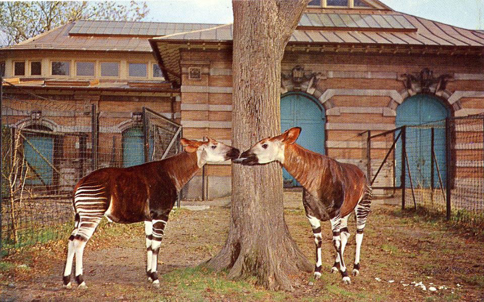 Les Zoos Dans Le Monde Bronx Zoo