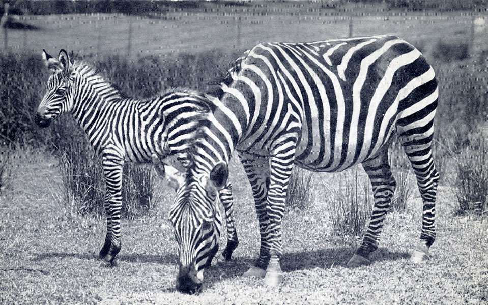 Les Zoos Dans Le Monde Bronx Zoo