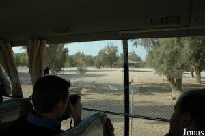 Tour en minibus et enclos des gazelles dorcas