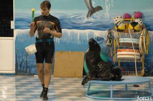 Otarie à crinière femelle et son entraîneur au Dolphin Resort