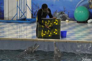 Spectacle avec deux dauphins à bosse au Dolphin Resort