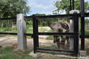 Jeune éléphant mâle doté d'une prothèse