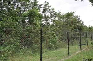 Enclos de réintroduction pour gibbons
