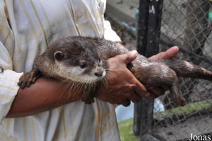 Jeune loutre d'Asie (Lutrogale perspicillata)