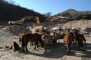 Cerfs sikas, poneys et chameaux domestiques