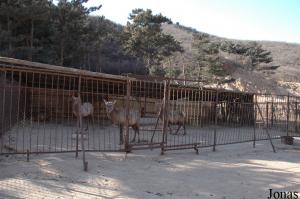 Enclos d'isolement pour un groupe de mâles cerfs élaphes