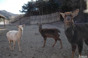 Daim commun blanc et cerfs sikas