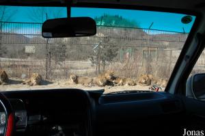 Enclos des lions, avec plus de 35 individus