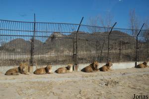 Enclos des lions, avec plus de 35 individus