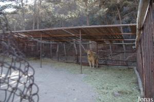Enclos d'isolement pour un takin du Sichuan mâle