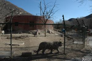 Enclos pour jeunes tigres blancs