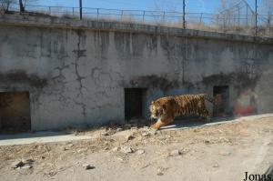 Un des bâtiments des tigres