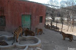 Enclos pour jeunes tigres roux