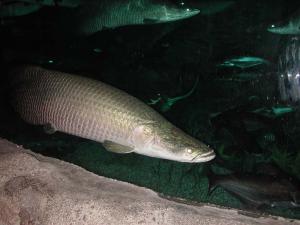 Aquarium présentant des poissons de rivière