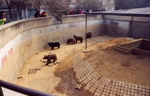 Fosse des ours