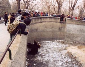 Fosse des ours