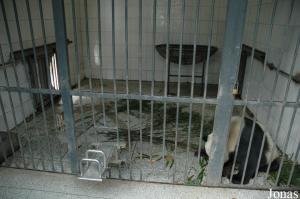 Loge intérieure pour les grands pandas