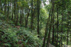 Zone forestière et allée des visiteurs