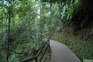 Couvert végétal et allée des visiteurs