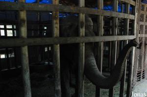 Loges intérieures des éléphants