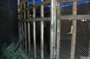 Loges intérieures des éléphants