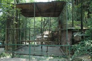 Cage des panthères des neiges