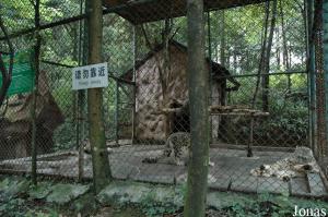 Cage des panthères des neiges