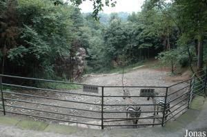 Enclos des zèbres