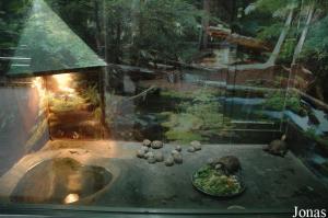 Terrarium des tortues à tête jaune