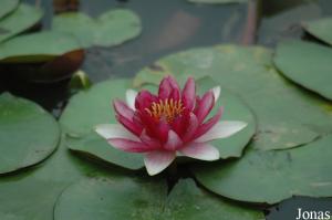 Nénuphar Nymphaea tragona