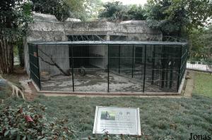 Cages des mandrills