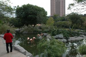 Bassin des flamants