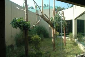 Installation des koalas avec enclos extérieur