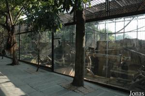 Cages des cercopithèques de Brazza et des gibbons à favoris